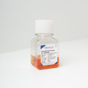 Fetal Bovine Serum (FBS) South America, E.V. Depleted - S181M - Biowest