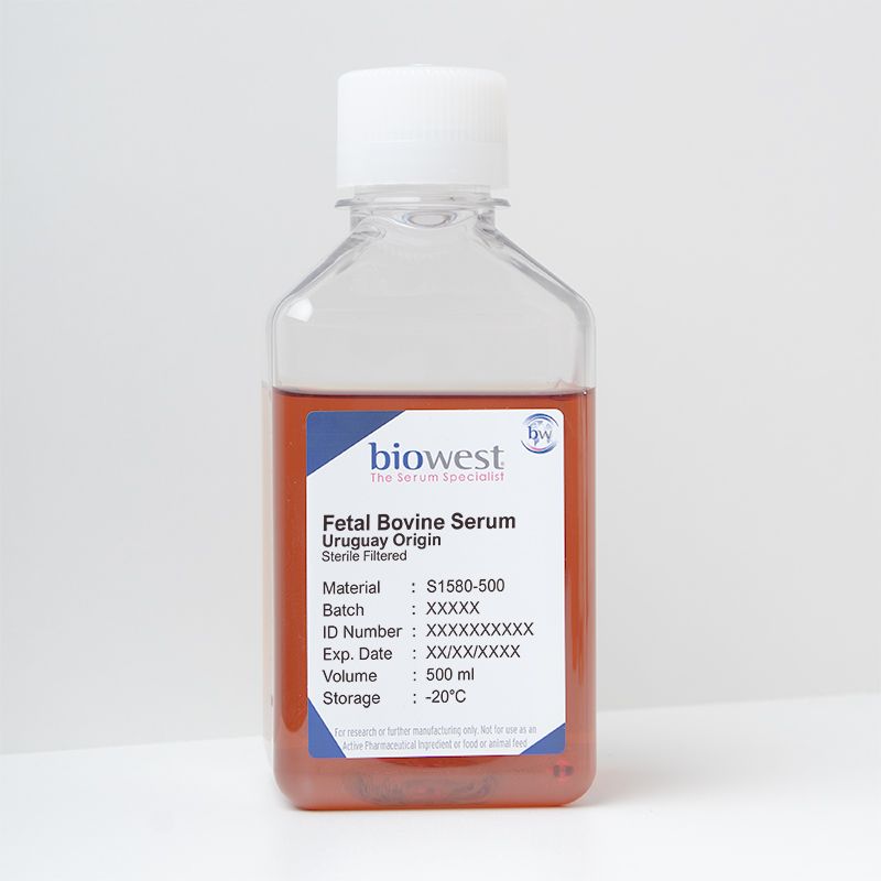 Fetal Bovine Serum (FBS) Uruguay